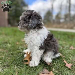 Maple, Shih-Poo Puppy